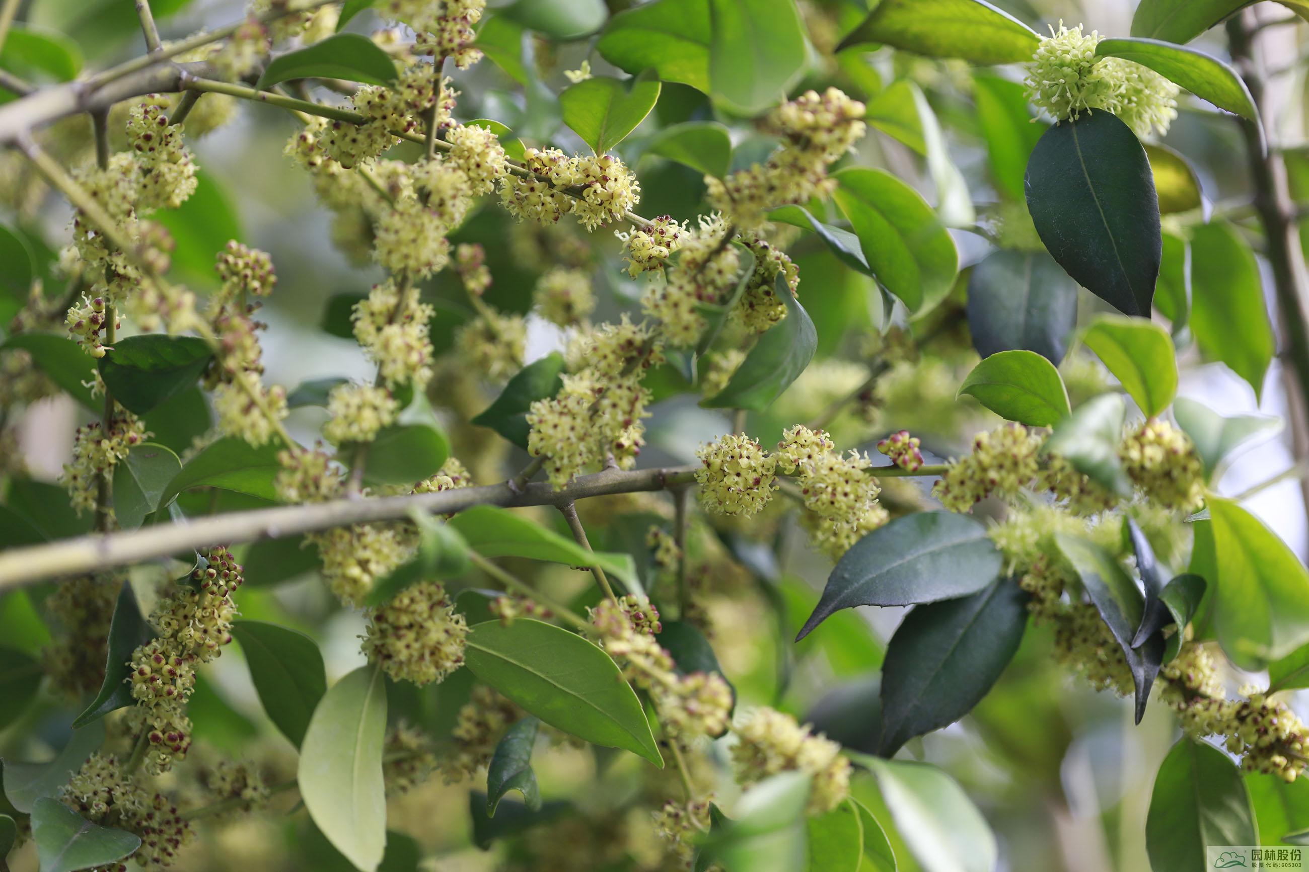 亚洲精品白浆高清久久久久久