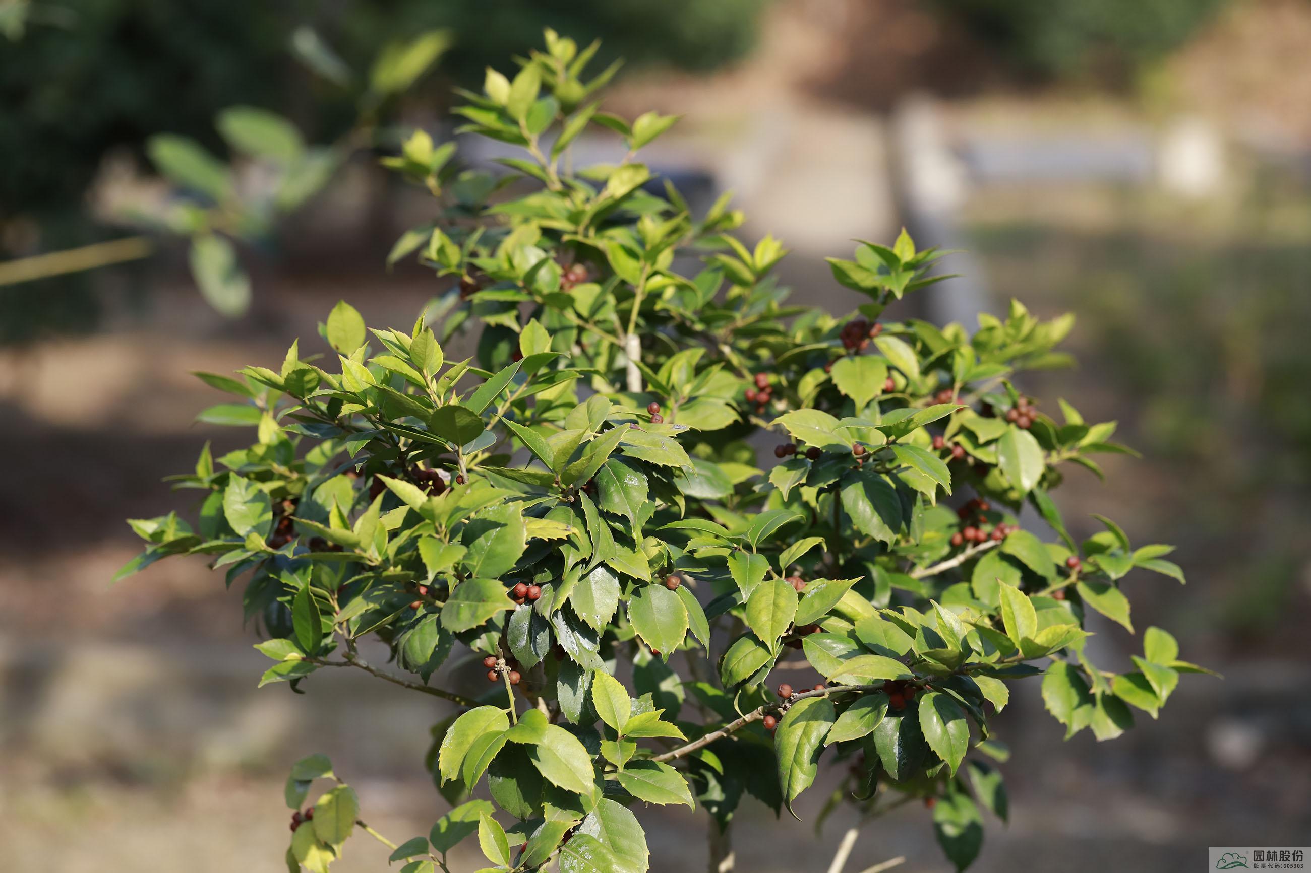 亚洲精品白浆高清久久久久久