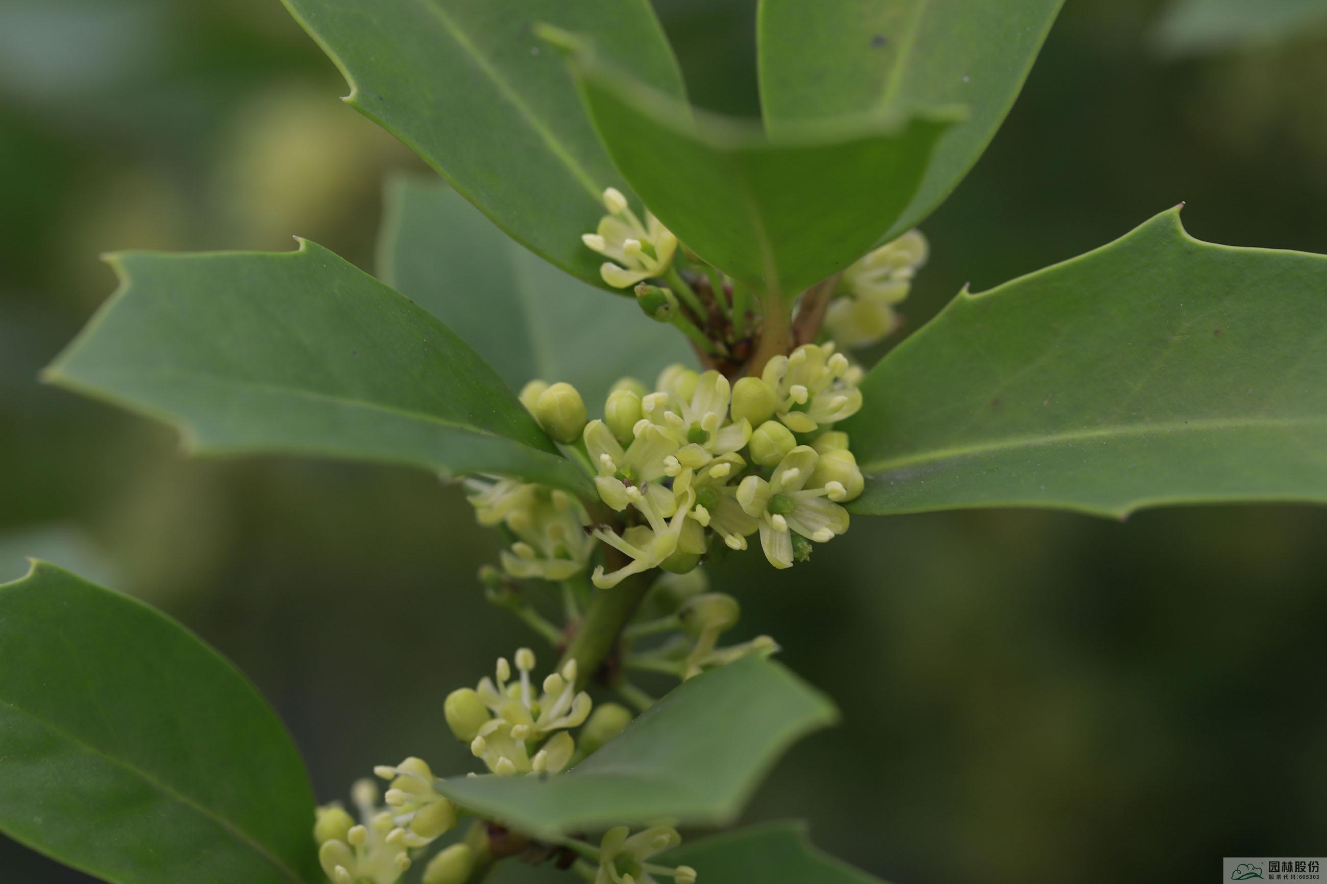 亚洲精品白浆高清久久久久久