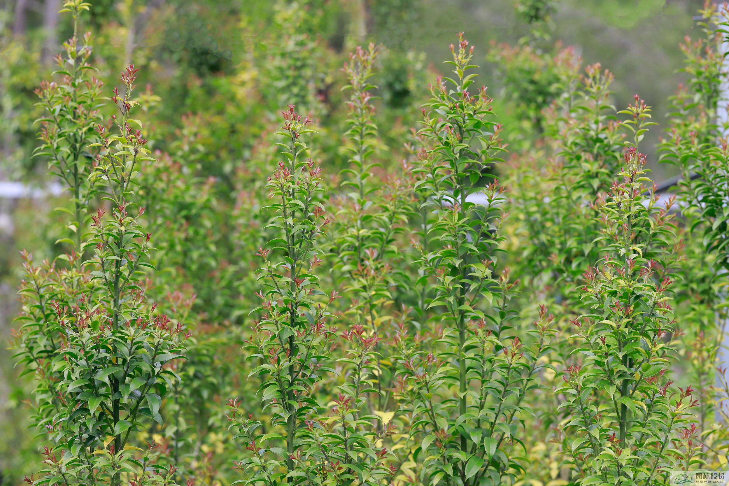 亚洲精品白浆高清久久久久久