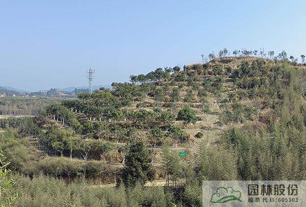 亚洲精品白浆高清久久久久久