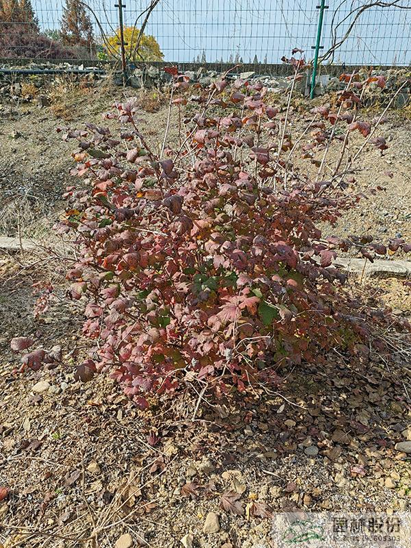 亚洲精品白浆高清久久久久久