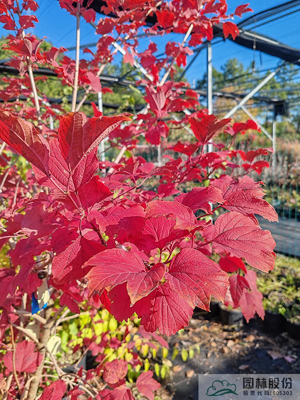 亚洲精品白浆高清久久久久久