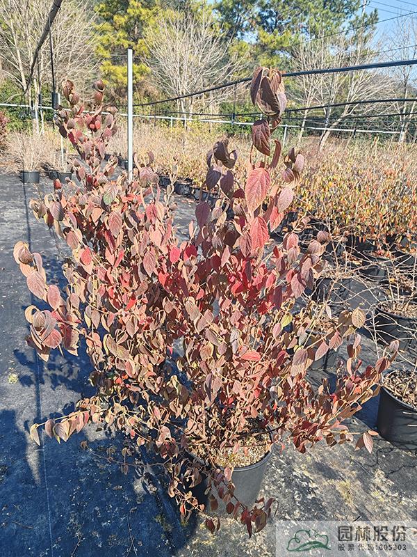 亚洲精品白浆高清久久久久久