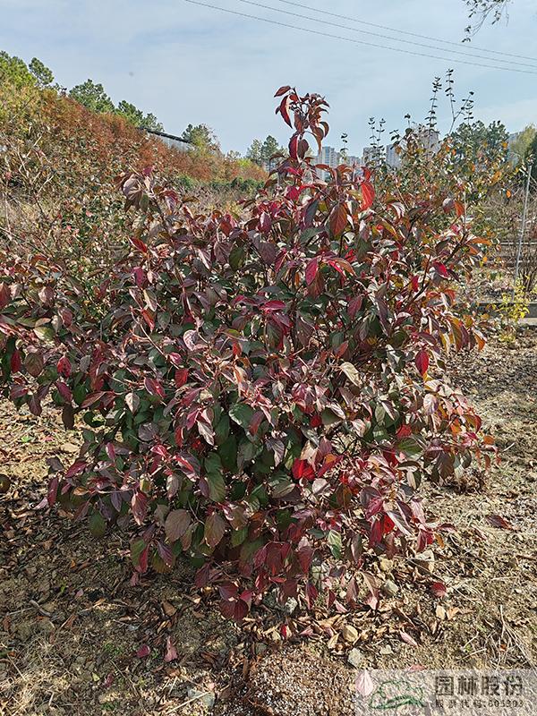 亚洲精品白浆高清久久久久久