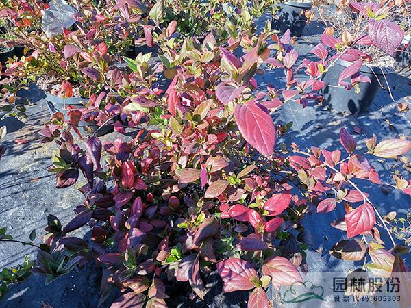 亚洲精品白浆高清久久久久久