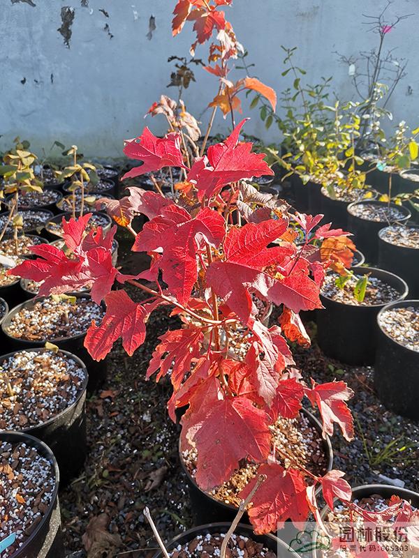 亚洲精品白浆高清久久久久久