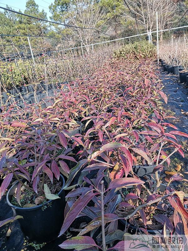 亚洲精品白浆高清久久久久久