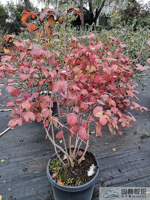 亚洲精品白浆高清久久久久久