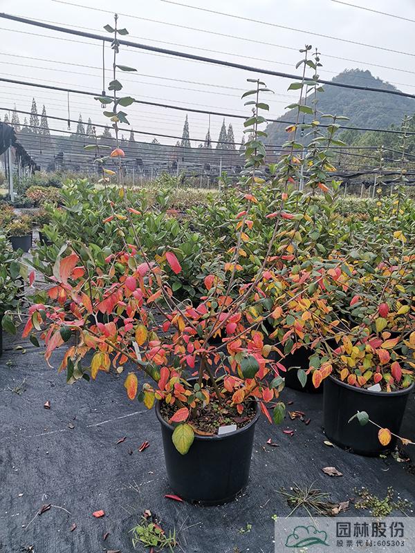 亚洲精品白浆高清久久久久久