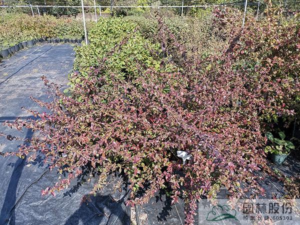 亚洲精品白浆高清久久久久久