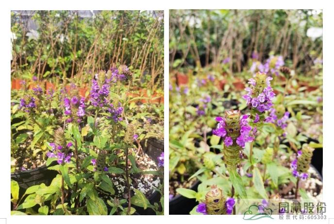 亚洲精品白浆高清久久久久久