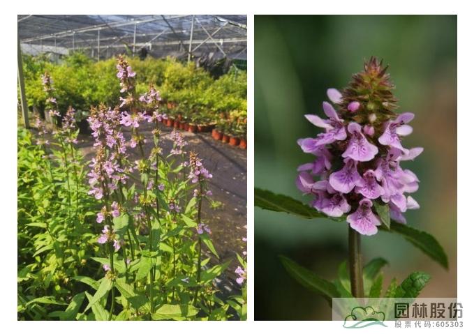 亚洲精品白浆高清久久久久久