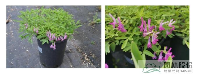 亚洲精品白浆高清久久久久久