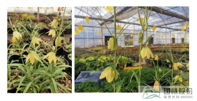 亚洲精品白浆高清久久久久久