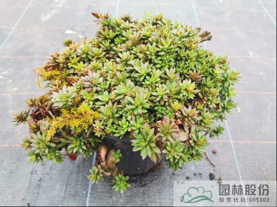 亚洲精品白浆高清久久久久久