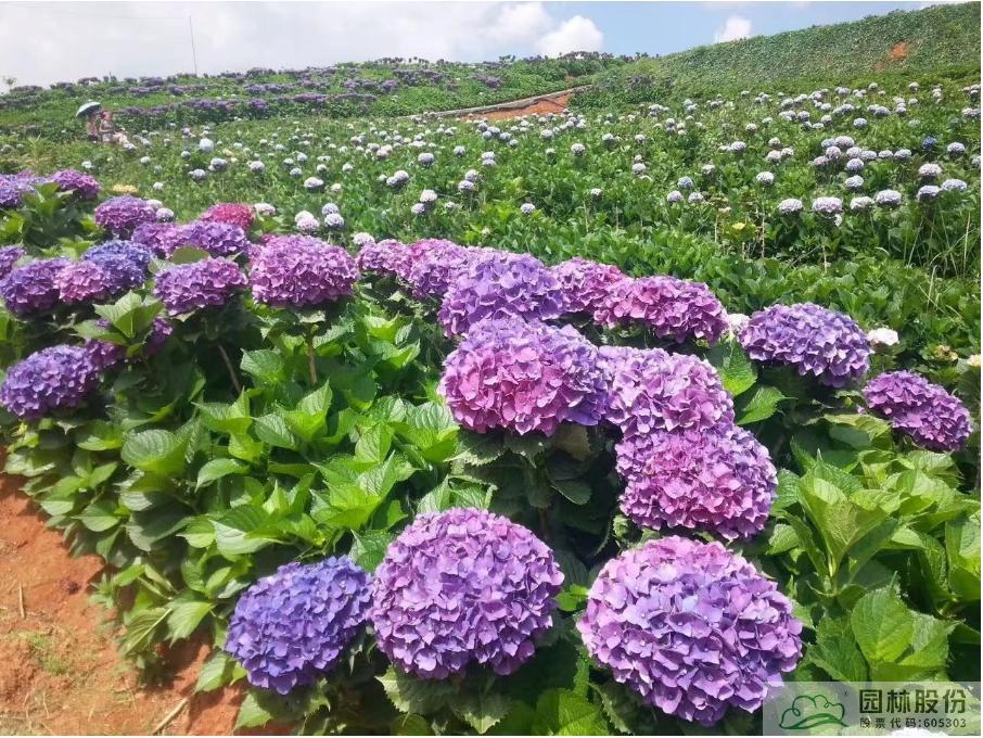 亚洲精品白浆高清久久久久久