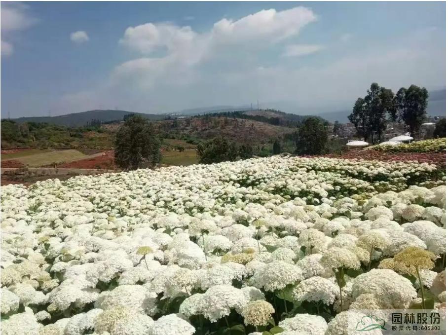 亚洲精品白浆高清久久久久久