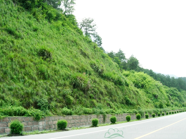 亚洲精品白浆高清久久久久久