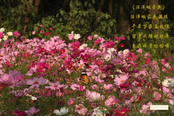 亚洲精品白浆高清久久久久久