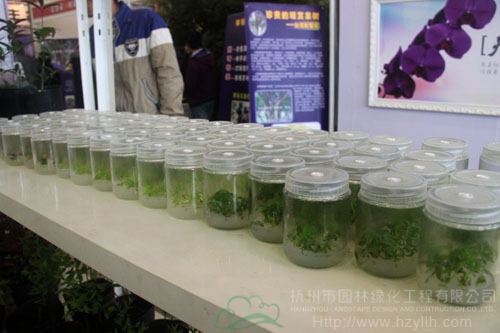 亚洲精品白浆高清久久久久久