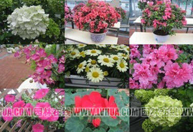 亚洲精品白浆高清久久久久久