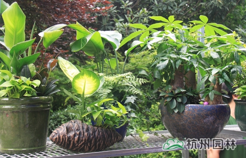 亚洲精品白浆高清久久久久久