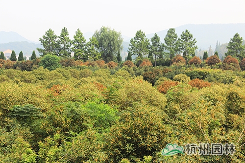 亚洲精品白浆高清久久久久久