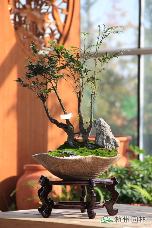 亚洲精品白浆高清久久久久久
