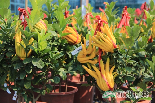 亚洲精品白浆高清久久久久久