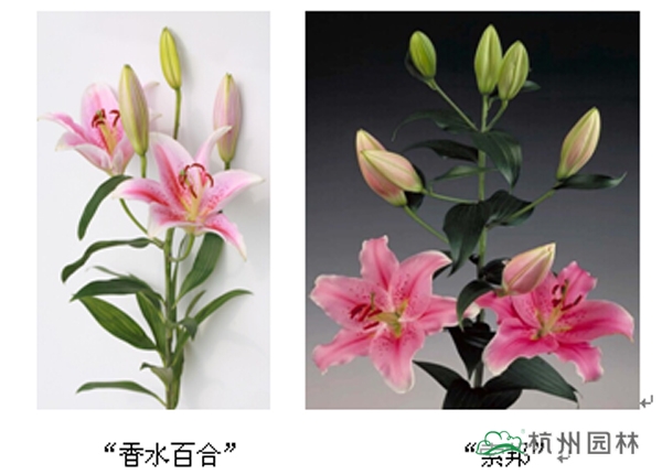 亚洲精品白浆高清久久久久久