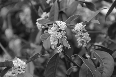 亚洲精品白浆高清久久久久久