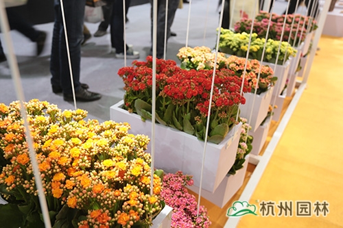 亚洲精品白浆高清久久久久久