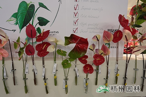 亚洲精品白浆高清久久久久久