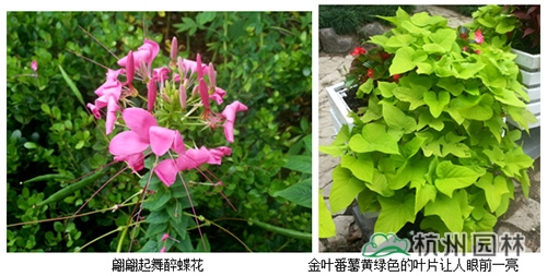 亚洲精品白浆高清久久久久久