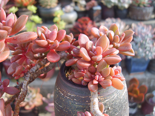 亚洲精品白浆高清久久久久久