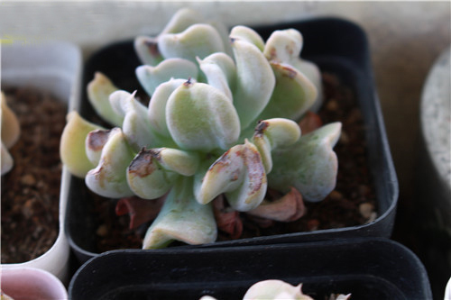 亚洲精品白浆高清久久久久久