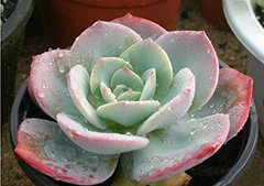 亚洲精品白浆高清久久久久久