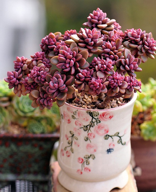 亚洲精品白浆高清久久久久久