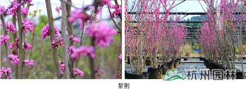 亚洲精品白浆高清久久久久久