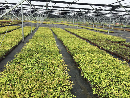 亚洲精品白浆高清久久久久久