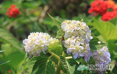 亚洲精品白浆高清久久久久久