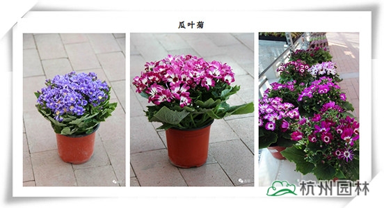 亚洲精品白浆高清久久久久久
