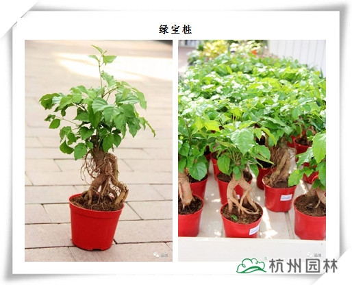 亚洲精品白浆高清久久久久久