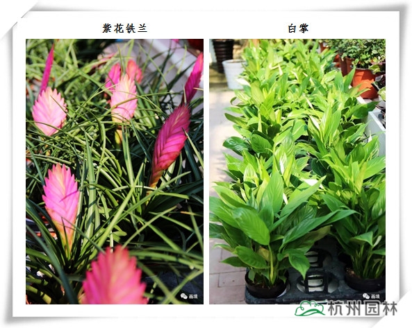 亚洲精品白浆高清久久久久久