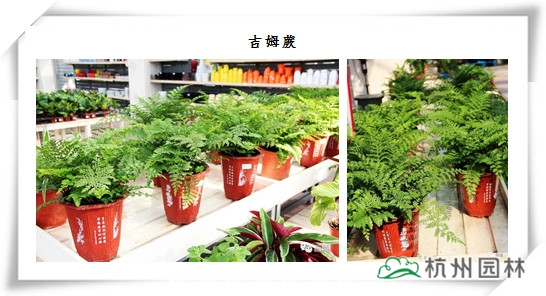 亚洲精品白浆高清久久久久久