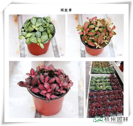 亚洲精品白浆高清久久久久久