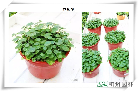 亚洲精品白浆高清久久久久久