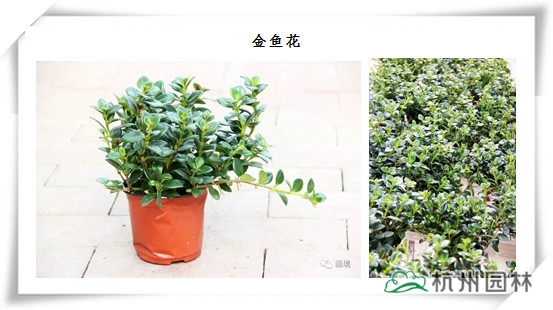 亚洲精品白浆高清久久久久久