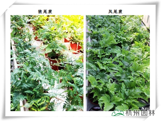 亚洲精品白浆高清久久久久久